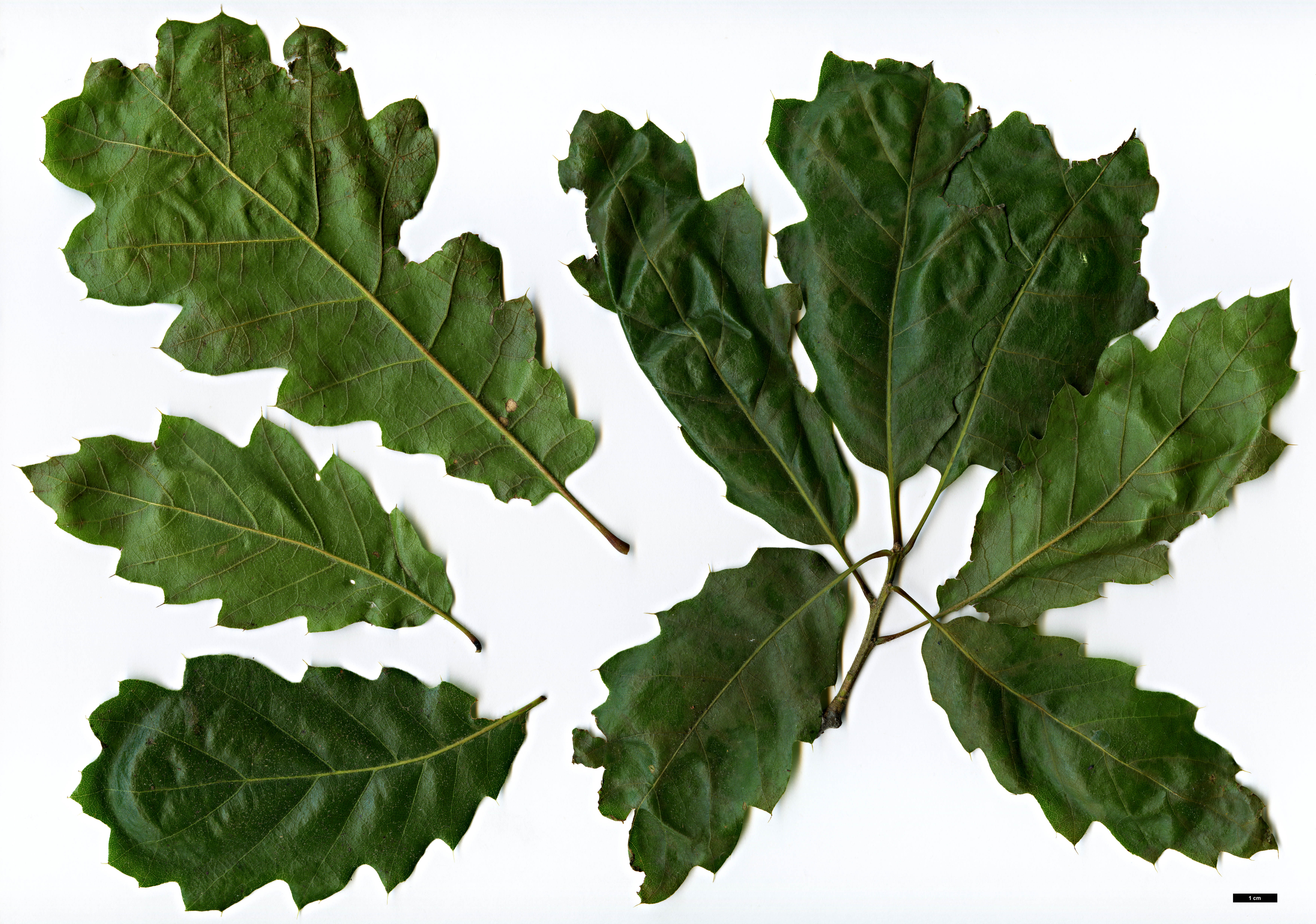 High resolution image: Family: Fagaceae - Genus: Quercus - Taxon: ×ganderi (Q.agrifolia × Q.kelloggii)